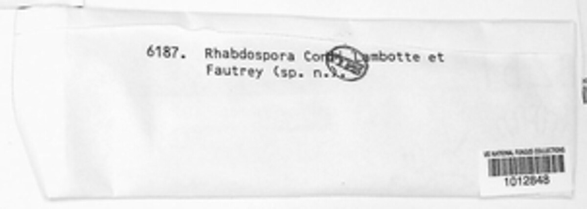 Rhabdospora conii image